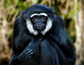 Gibbon