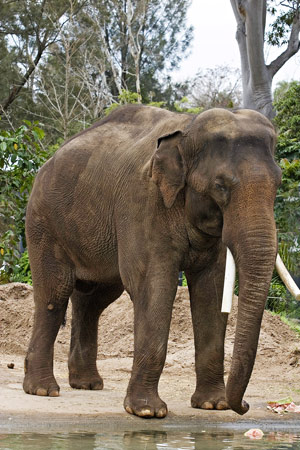 Asian Elephant