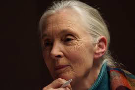 Jane Goodall