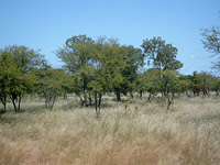 African savanna