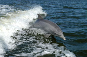 Bottlenose Dolphin