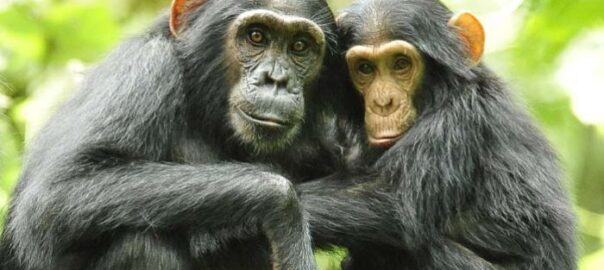 Chimpanzees