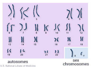 illustration of autosomes and sex chromosomes