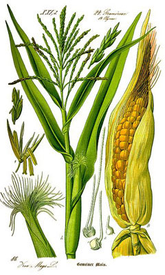 Corn