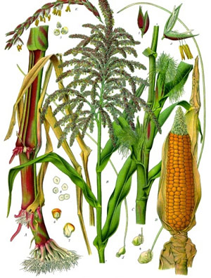 Maize