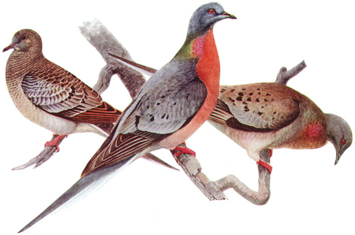 passenger pigeons